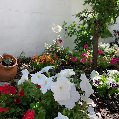 Apartment Garden *