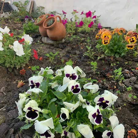Garden *