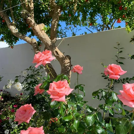 Garden *